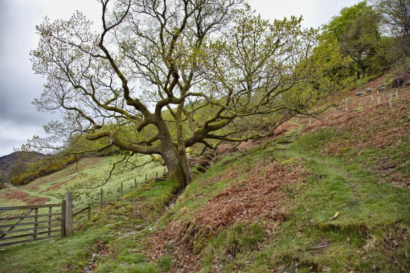 _MG_0200.jpg - Beddgelert, Wales