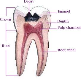 Labeled-sectioned tooth