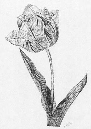 tulip