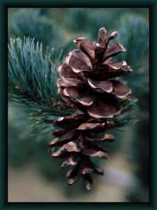 Pinecones