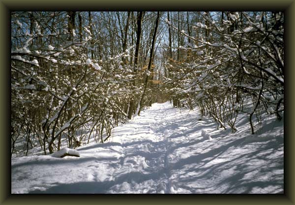 Winter Woods